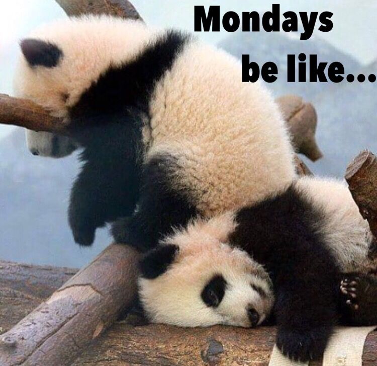 BeetchyPandas's tweet photo. Heard your love #pandas! so do we, but still not sure about Mondays 😴☕️
sending some #beetchy energy to kick off your week.
#beetchyPandas #nft #nftArt #NFTcollectibles https://t.co/ssqOlkPEqW