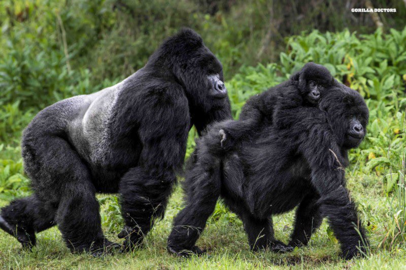 Saturday fun run, gorillas need you and the family! Gorillas can have up to three babies in their whole lifetime and as they get older, leave and join another group to prevent interbreeding. Follow link in bio to do an inflatable 5 or 10k.  Photo credit: Skyler Bishop #Run