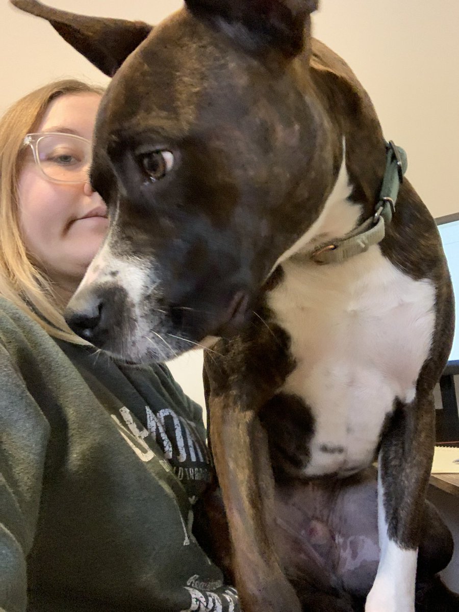 mikaebae's tweet photo. My dog is worse than my cats when it comes to working from home: a four part series https://t.co/yLog0mtvGE