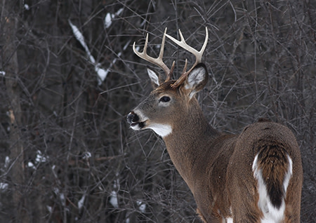 PecheFauneON's tweet photo. Le virus causant la COVID-19 a été détecté chez le chevreuil de même qu’un cas probable de transmission à l’humain en Ontario. Vous pouvez toujours chasser et manger le gibier. Suivez les recommandations de sécurité alimentaire. 

Renseignements : https://t.co/7OnEfLf5oA https://t.co/8jlIjWCdJm