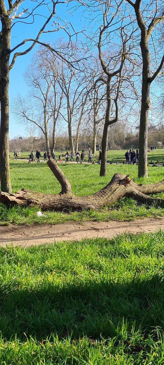 CphilipPhil's tweet photo. Voici à quoi me fait penser notre bois de Vincennes si ce projet d’allongement de la ligne 1 du métro se réalise : comme cette branche d’arbre qui ressemble à une personnes allongée et mutilée sans tête et avec un bras ,,, https://t.co/j2KiueXqzA