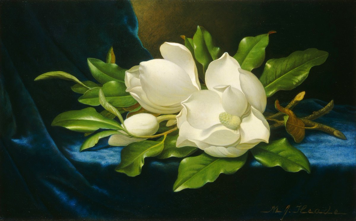 LordFredericLe1's tweet photo. This is Martin Johnson Heade's amazing 1890 Giant Magnolias on a Blue Velvet Cloth!!!! #Art #Fineart #Painting #Artist #Heade #Flowers #19thcentury #Painter #HudsonRiverSchool https://t.co/9GCD3JpmeH