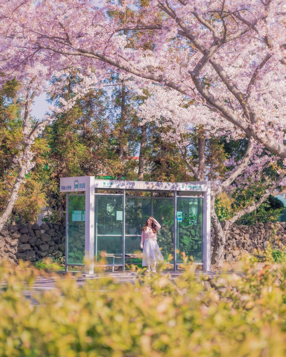 Missing my spring days in Jeju Island🌸 #photography #nftphotography
