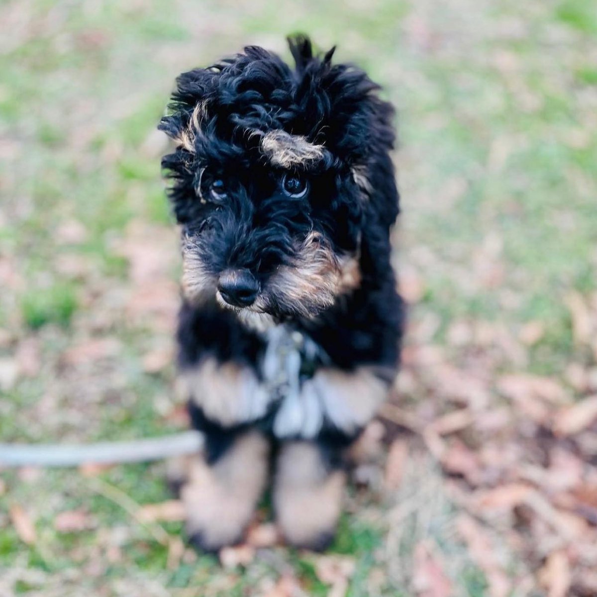 wowiedogs's tweet photo. But mom . . . do you have to go to work today?

Those eyes!!! 🥰 ❤️ 😍

📷 photocreds: @serenity_creek_doodles⁠
⁠
#minibernedoodle #bernedoodles #doodlelove https://t.co/2adyMWj5kB
