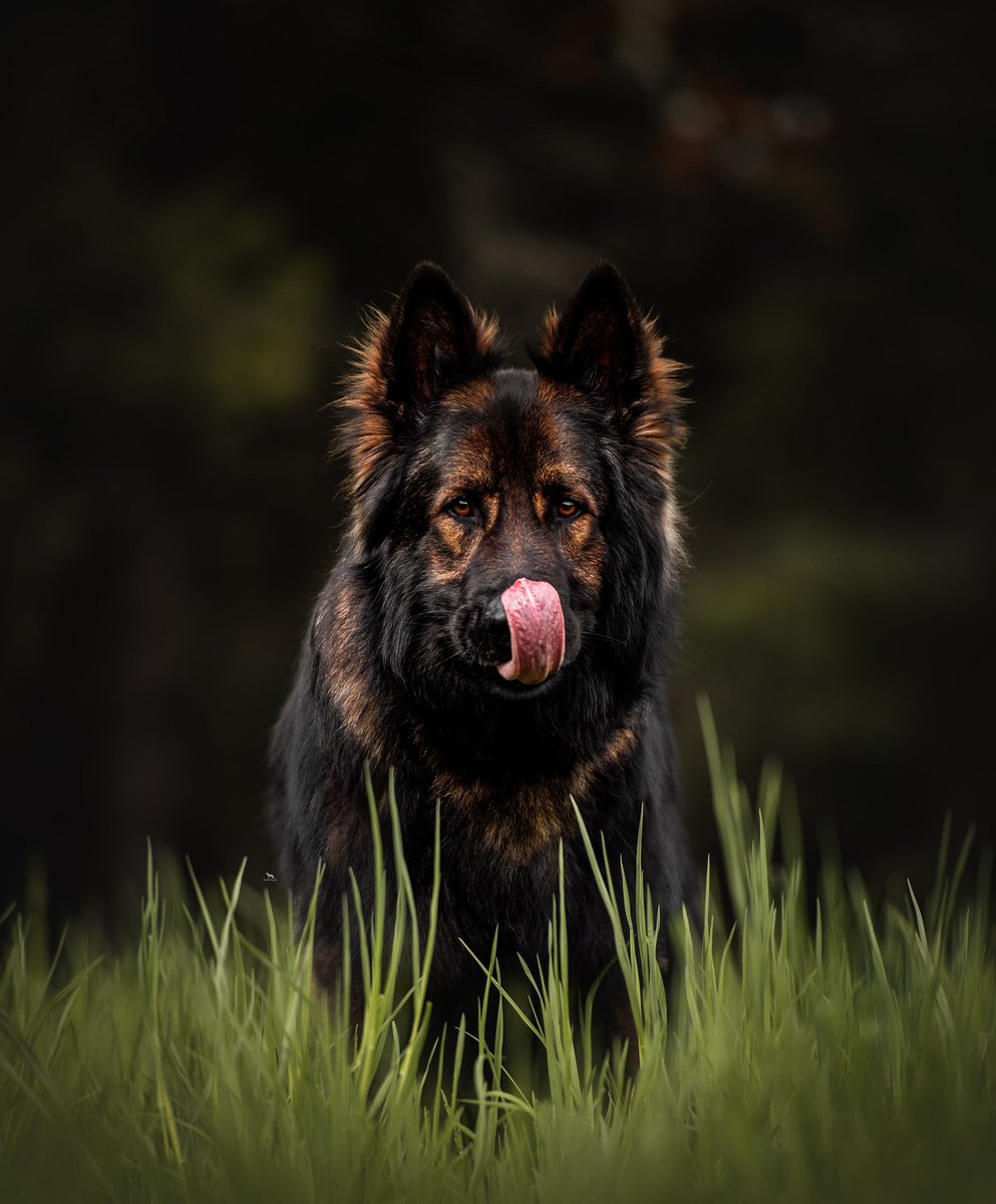 The Neighbourhood Wolf tweet media