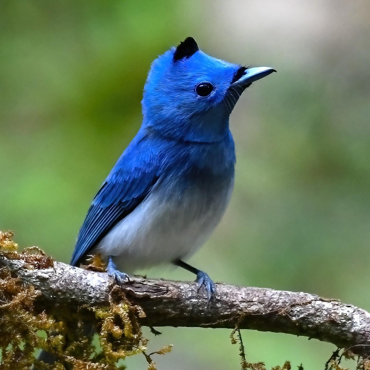 BBC Earth on X: "Why so blue 💙 The black-naped monarch (Hypothymis azurea) is found across tropical southern Asia, and lives in thick forests and other well-wooded habitats. #EarthCapture by @abirsnaps via