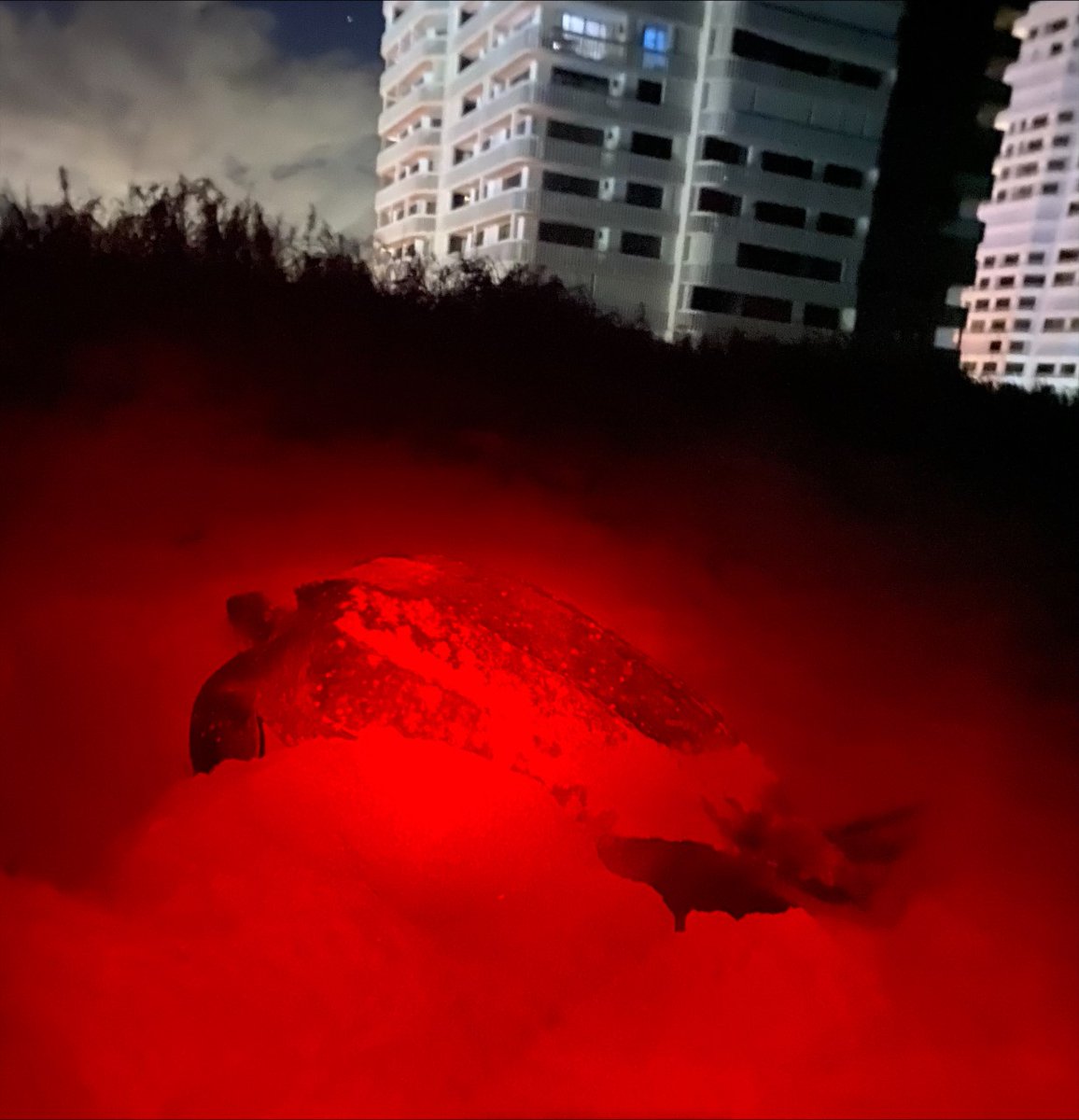 StLucieGOV's tweet image. Sea turtle nesting season officially begins March 1, but this mama Leatherback couldn't wait. She was laid her eggs on a St. Lucie County beach on Feb. 24. For tips on what you can do to help visit: stlucieco.gov/Home/Component… #seaturtlenesting