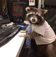 SSRaccoons's tweet photo. Relaxing weekend over. Better get back to it.  Raccoon NFT projects don't revive themselves. Join the @SSRaccoons if you would like to help
#SSRaccoons #NFTs #NFTCommunity 
https://t.co/i0cR0k7LLl https://t.co/MpxIG9uEZr