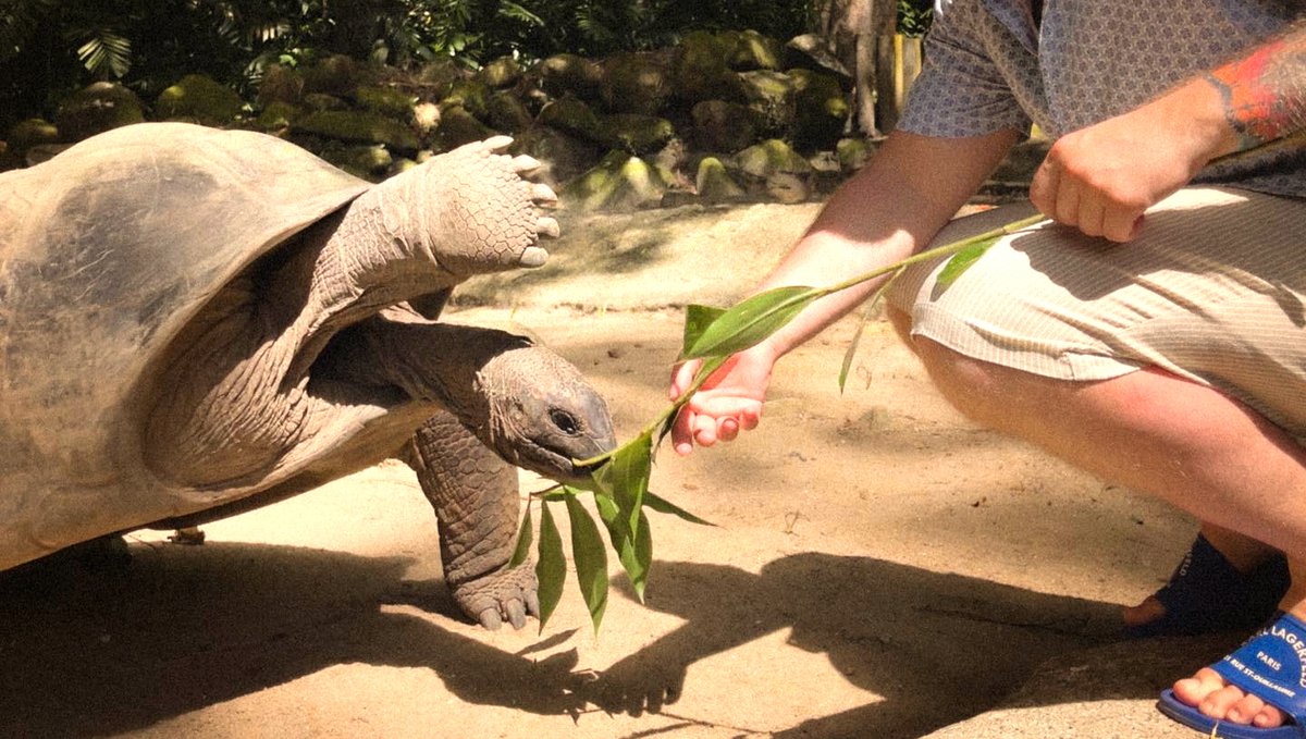 iotaseychelles's tweet photo. Don't leave me hanging! Going in for a High-Five, ready to start the week. #highfive
Aldabra giant tortoise 🐢
#aldabratortoise #aldabra #aldabragianttortoise #tortoise #tortoises #tortoisesofinstagram #seyshelles ( #📷 @mr.vladimiro ) https://t.co/X5yxgwypeS