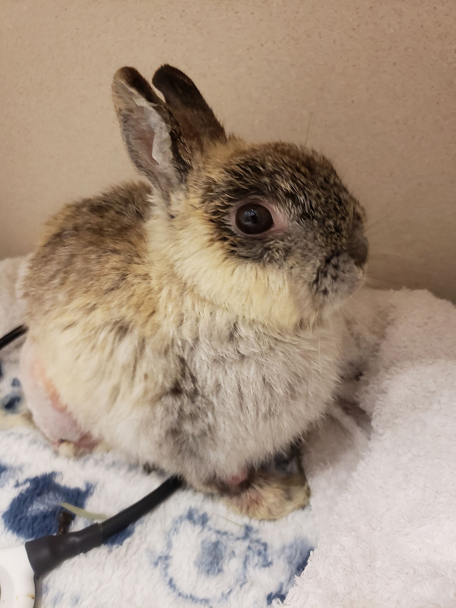 amcny's tweet photo. Congratulations to AMC’s Dr. Le Roux, Diplomate @TheACVR, for his contributions to a new publication in Veterinary Radiology &amp; Ultrasound evaluating CT scans for the diagnosis of liver lobe torsion in pet rabbits!
https://t.co/S1lxwfQDO1 

@wileyvetmed https://t.co/bx0CwDkfiE