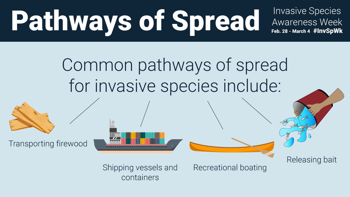 InvSp's tweet photo. Pathways are routes by which an invasive species is transferred from one ecosystem to another. Below are some common pathways of spread. Learn more about invasive species: https://t.co/9V4vknqFkx #InvSpWk https://t.co/fEoRBu1sdi