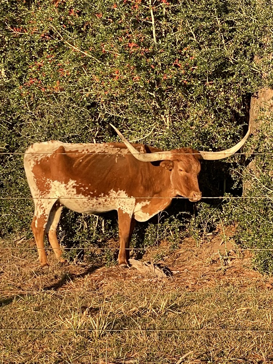 stingaustin06's tweet photo. Early morning game on Day 3 of #ECNLTX. It’s been a great event!  College coaches everywhere! But @CoachAngeKelly and @TexasSoccer were not the only Longhorns we saw! #THEECNLinATX @ImCollegeSoccer @sting_austin @FlxAtx https://t.co/Rf5e2R2tkd