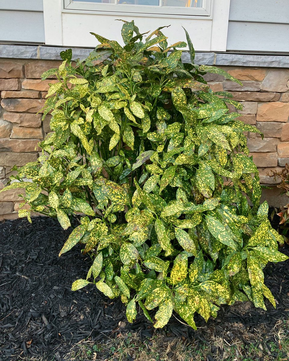 MHJGardenDesign's tweet photo. Happy Monday, everyone!
Just wanted to share this lovely #Aucuba #Laurel plant we spotted the other day. A touch of warmer weather and it is flourishing! 🌿
#garden #greenthings https://t.co/xahCBDIcWz