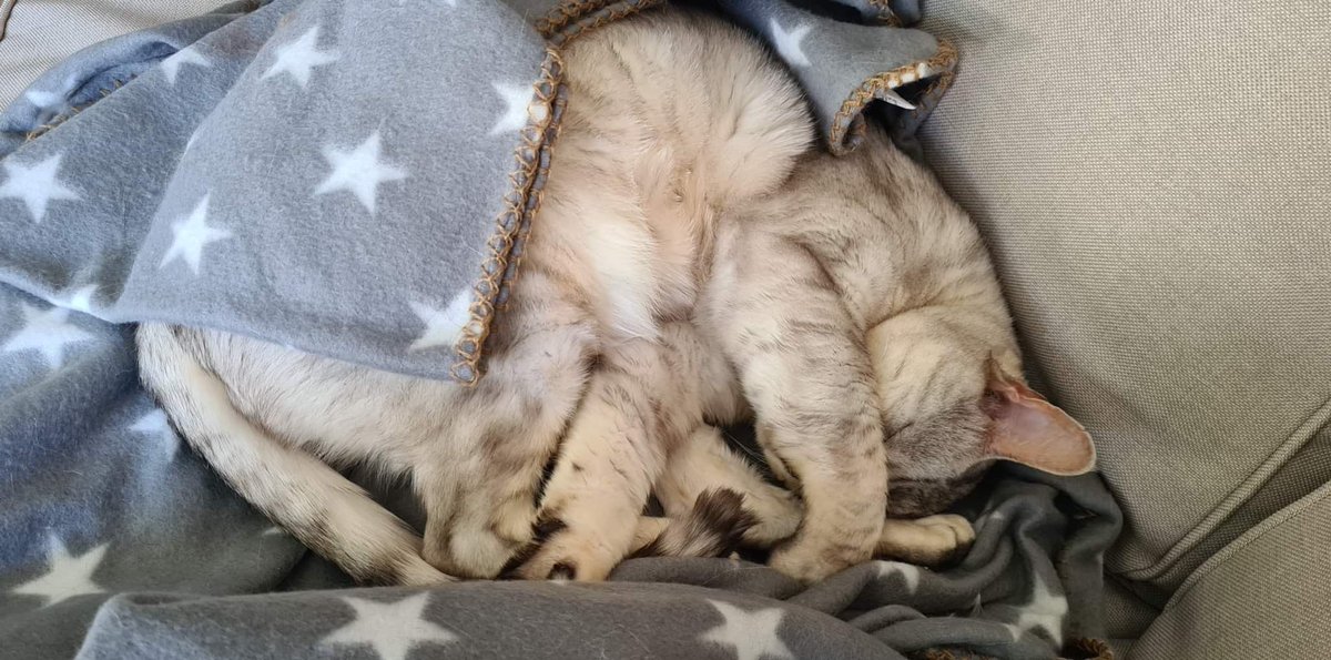 AstonGunjan's tweet photo. Douce sieste🥰 https://t.co/rbn36NKdph