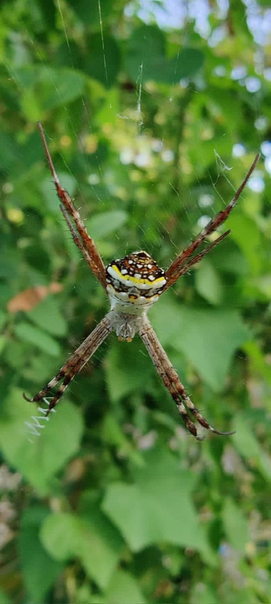 vncindia's tweet photo. 2/2
In bird watching trip Participants observed various migratory and residential birds and other flora and fauna.
#OOSM
#SpiderWalk
#BirdWatchingTrip
#Nature
#VNCIndia
#VNCUSA https://t.co/G9l78mK9fn