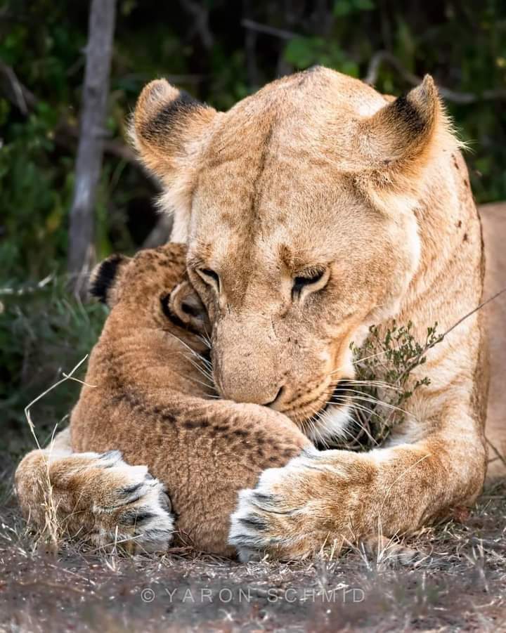 honky_tonk's tweet image. Love is the power to treat others with tender loving care.

愛は他者を慈しむ力。
#affection #愛情
RP @DvFati