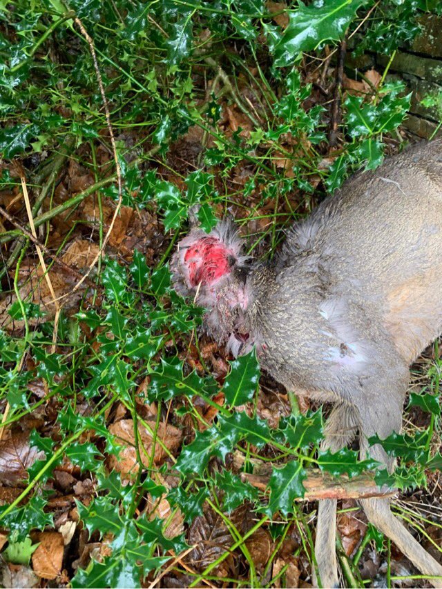Keen to speak to a white male, 30’s/40’s, wearing red jacket, who was out in fields near Bagden Lane, Scissett, Huddersfield, with two lurchers on 20/02/22
Hunting with Dogs offence has been recorded.
Any info, please ring 101, quoting crime ref:13220095024
#wildlifecrime 🦌😞