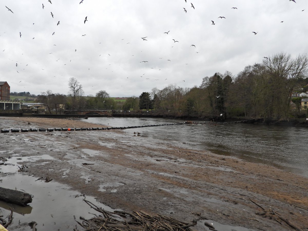 Mightychub's tweet photo. #Bridgefoot #Belper @DVMillsWHS looking different this morning #Tidesout ! @DanielCMartin1 @DerwentBirder @TG42Birder @cockayne_simon https://t.co/3Qo50TFJyZ