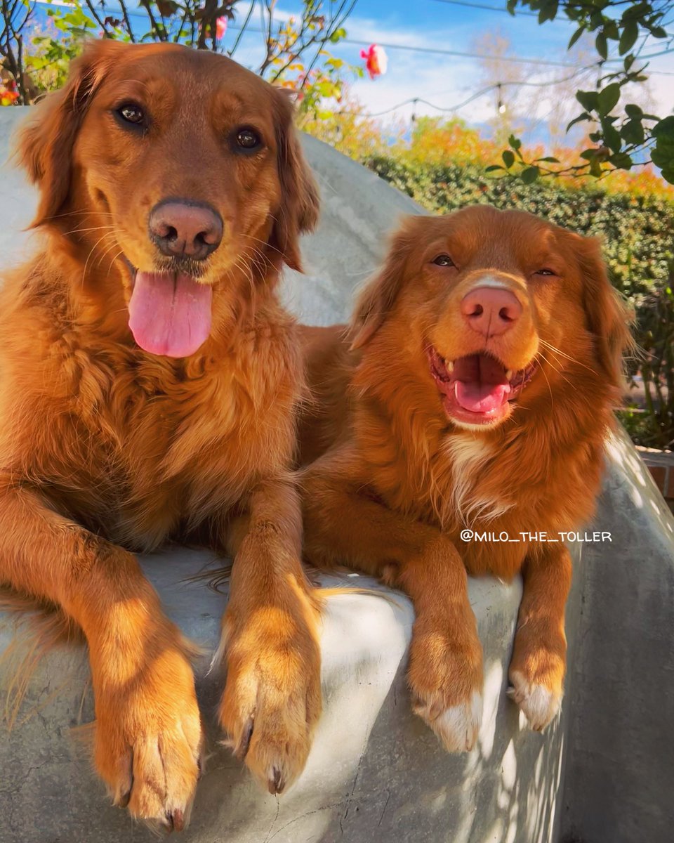 Hanging with my cousin! #bestfriends #dogsoftwitter