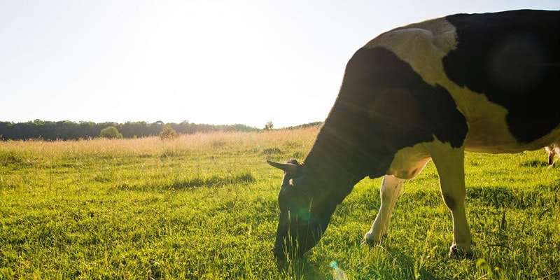 ffinlocostain's tweet image. Free webinar: Can regen agriculture transform global dairy? 
First of our Regen Dairy series. I'm joined by Klaas Jan van-Calker from @Unilever, @jolawrence25 from @ArlaDairyUK  Foods, &amp;amp; @VinoThorsen from @FAIfarms.
Weds 9th March, 6pm UK
Register here:
eventbrite.com/e/can-regenera…