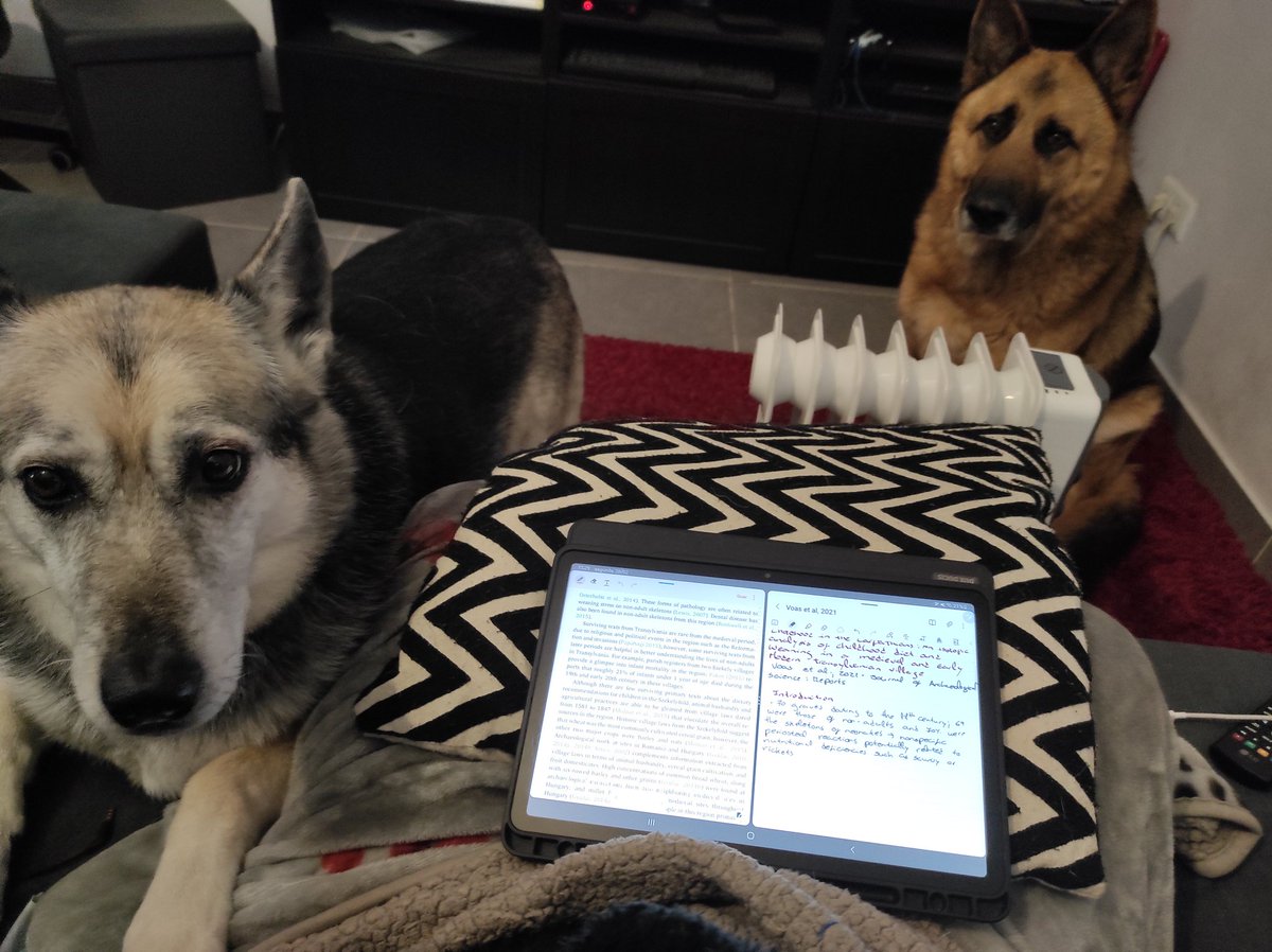 ClaudiaRelvado's tweet photo. Try to work from home 😅 they do shifts🐶❤️ https://t.co/gWjri9TUWD