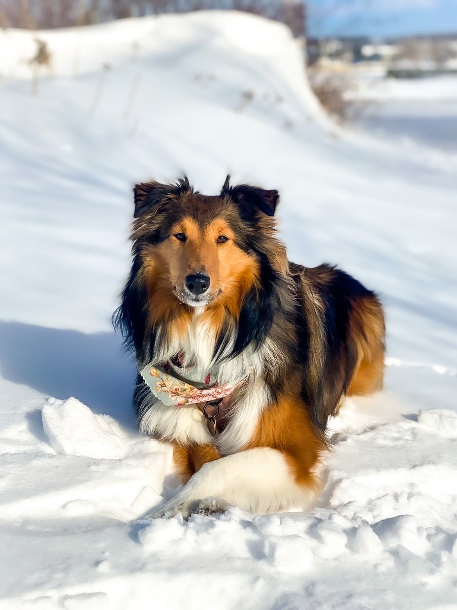 Happy Monday furfriend #twitterdogcommunity 🐾                         #twitterdogs #dogsoftwitter #sheltie