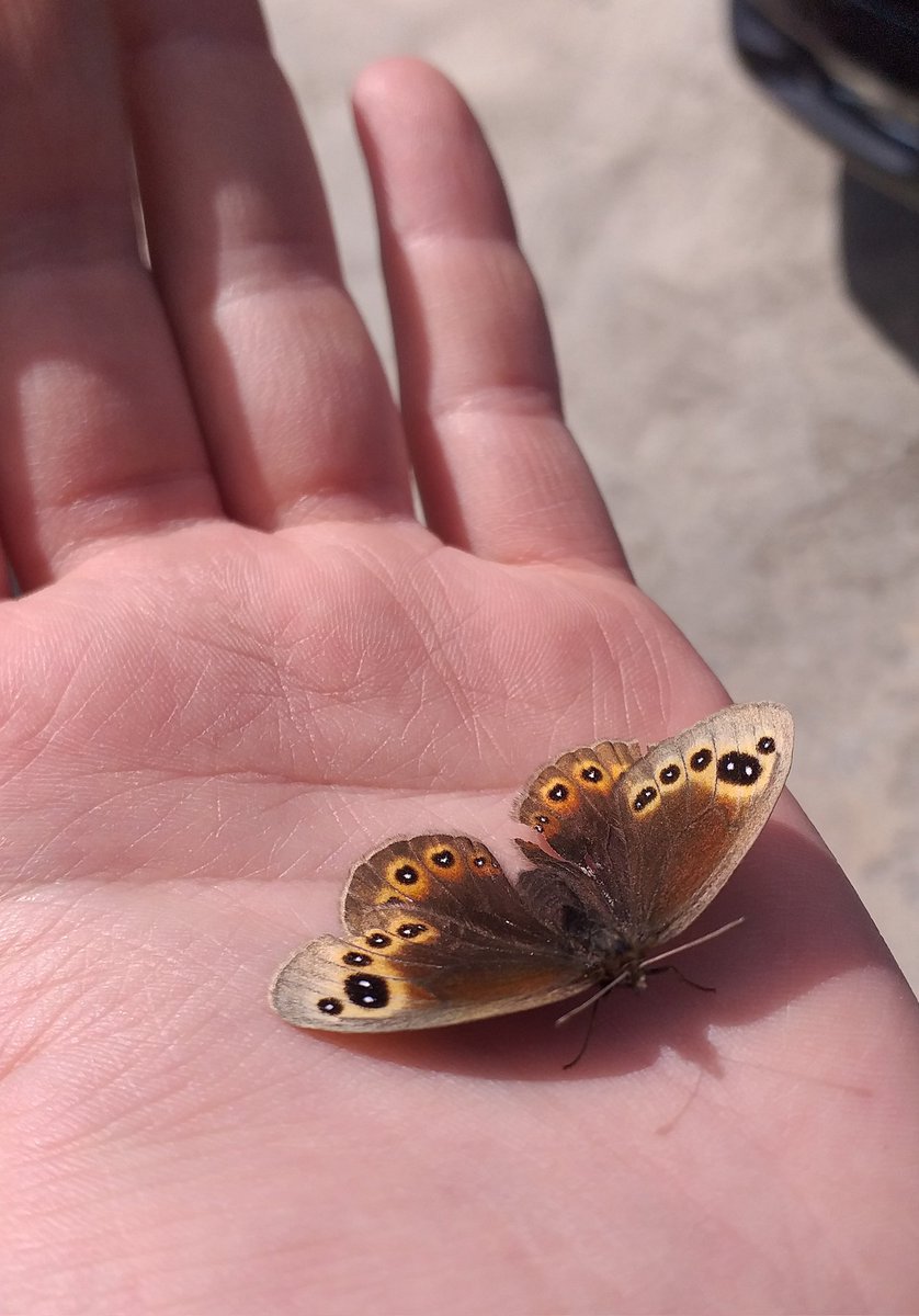 merveyipyip's tweet photo. @Rakiciyimm kanadı kırık bir kelebek🦋 https://t.co/hgJ6Ic698j