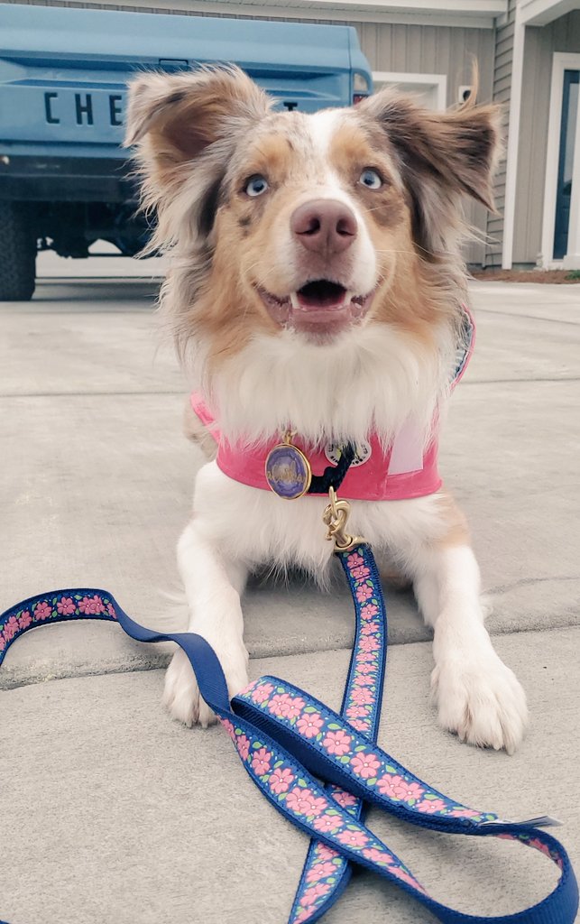 All the accounts I was following are now gone 😩 I feel like I've been much slower at following people than most 😅 has this happened to you?! 
#dogtwittercommunity #DogTwitter #twitterdogcommunity #twitterdogs #dogs