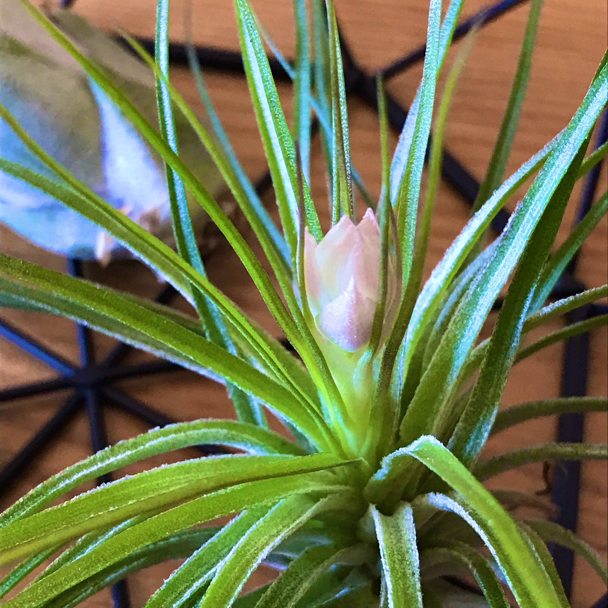 あぽろ ダイソーのエアプランツ チランジア ストリクタ 花が咲きそう 調べたらストリクタは初心者向けなんだって T Co Buimn92muq Twitter