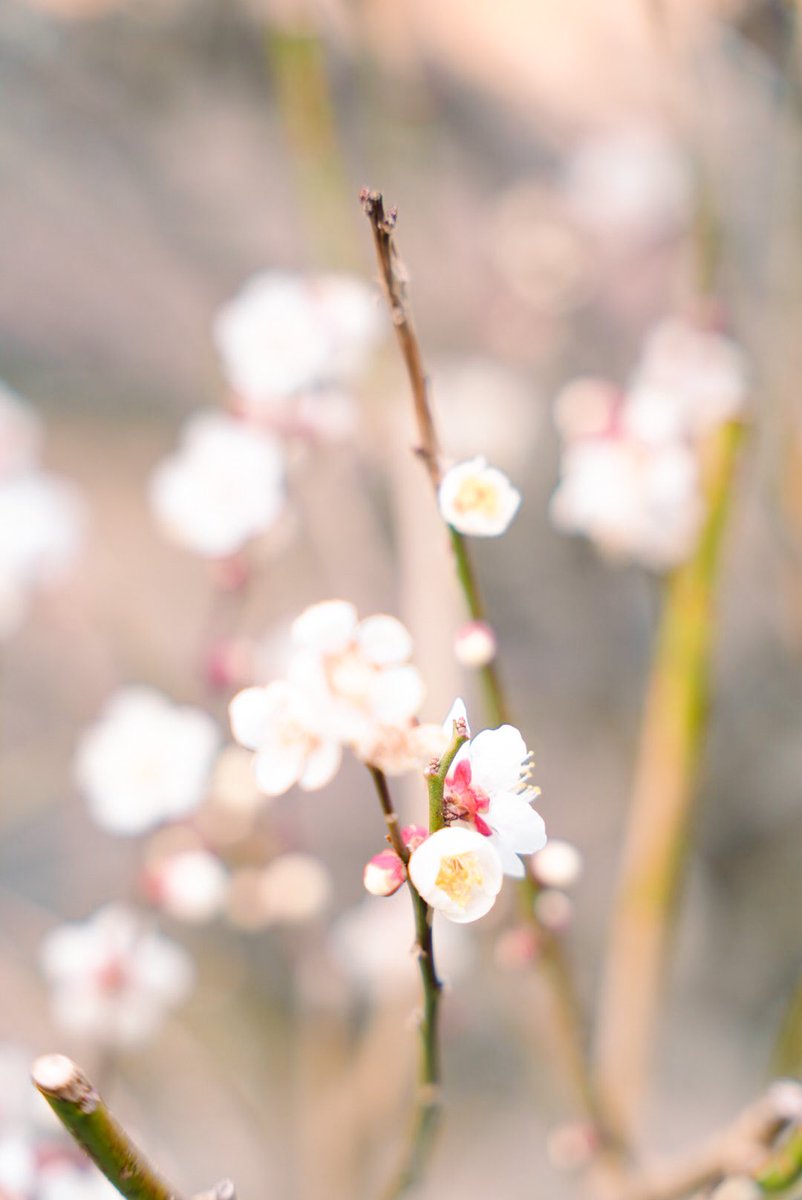 chiiphotoo's tweet photo. ただただ愛おしい。

#TLを花でいっぱいにしよう https://t.co/73afbJux25