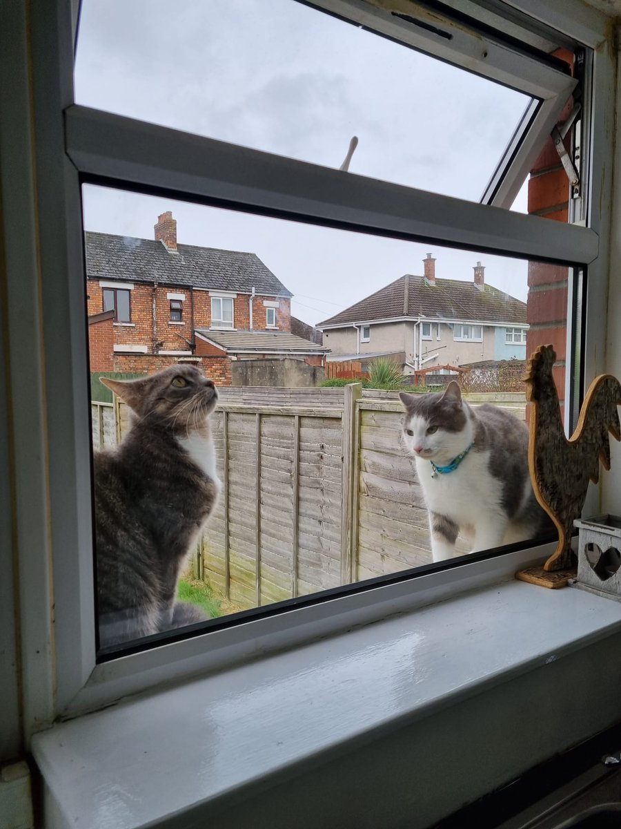 SeanSte44746577's tweet photo. "Wash and a polish ? 🤔.. I'd say.... £5.50 and some treats for front and back . This is sooty,my new helper."
#CatsofTwittter #catsontwitter @johnstf #whenImcleaningwindows https://t.co/AnoVsfFP7n