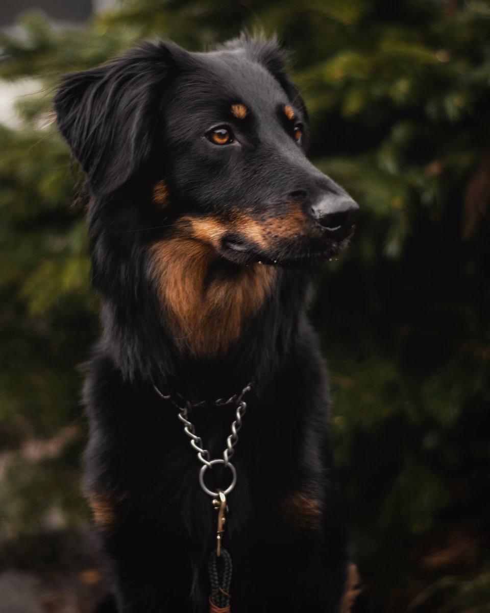 Chiva The chodsky tweet media