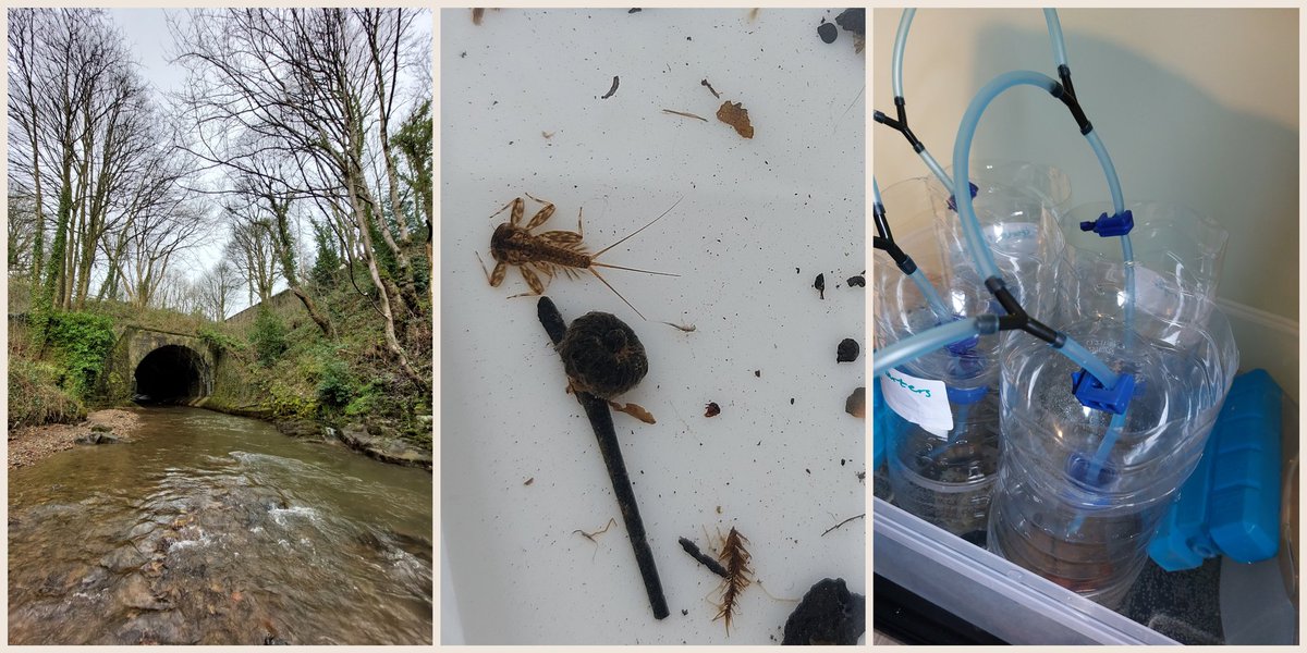 AmyLRoberts94's tweet photo. In 2019 my husband and I rejoiced in clearing out resources accumulated over 10 years as a teacher. Clutter free living! Now I have mayfly aquaria in my kitchen. Later they will live in the fridge. Thanks @PaulNGaskell and sorry @samisaac 😬 https://t.co/C9ksQziWMP