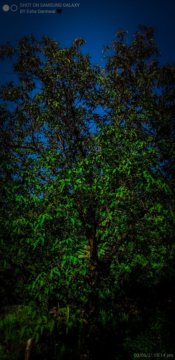 dipikadarmwal's tweet photo. 💚......
#NaturePhotography #lovenature
#photography https://t.co/uOPEsxz65h