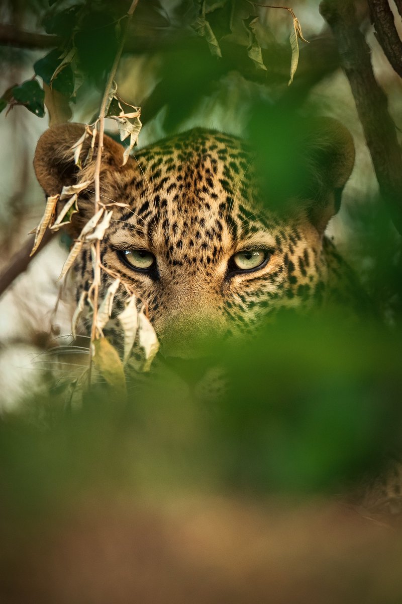 Ge fam ✨

That’s me patiently waiting for <a href="/MetaJungleNFT/">MetaJungle</a> Space this evening 🥰

Have a great evening everyone ❤️