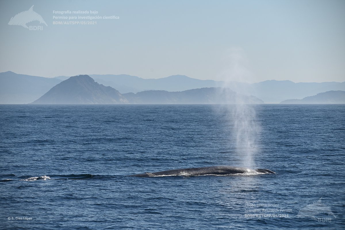 ¡Finaliza el proyecto #BALAENATUR! 🐳🐳 para el estudio de las ballenas azules y cambio climático en colaboración con @FBiodiversidad . 👏 📈29 días, 3300 km = 32 ballenas azules y 116 rorcuales comunes en aguas del sur de Galicia! @LifeIntemares #Biodiversidad #ProyectosFB #BDRI