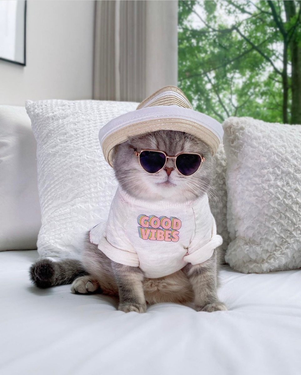 Strong_selfie_'s tweet photo. This week's reminder: Good vibes only, ✌🏼✨ 
One small pawsitive thought can change your mood and attitude for the entire day!! 😺

@a_street_cat_named_benson

#goodvibesonly #goodvibes #strongselfie #mondaymotivation #inspiration https://t.co/RuGue4diOy