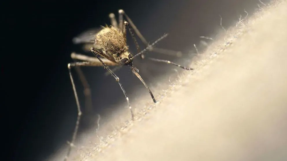 getbzigo's tweet photo. New research suggests that pesticide-resistance among female mosquitoes has significantly increased in recent decades, sparking concern that the use of pesticides for controlling the spread of #mosquito-transmitted diseases may not be as effective anymore.
https://t.co/MayJUXwDNz https://t.co/Ra3fuX0QXp