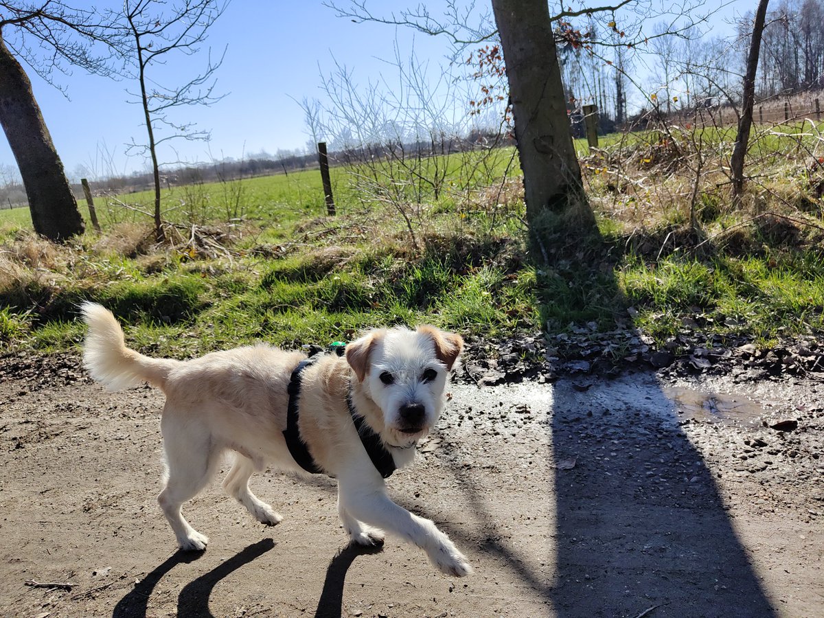 BasEnBobbie's tweet photo. Lekker weertje hè?
Nice weather isn't it?
#wandelen #wandeling #genieten #zonnetje #zonnestralen #lekkerlos #zonderhondenriem #walking #walk #offtheleash #withoutdogleash #enjoythesun #enjoy #rescuedog #rescuedogs https://t.co/hbgu7ZghBL