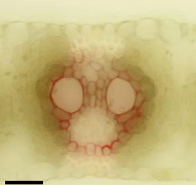 Nature Plants tweet media