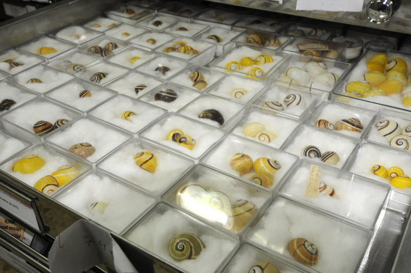MNCN_Col's tweet photo. #MolluscMonday Of the 1,400 species of terrestrial #molluscs that live in #Cuba, more than 95% are endemic. Among the most beautiful are the snails of the #Polymita genus, whose chromatic polymorphism is extraordinary. Its six species are critically endangered. #MNCN250 #Museums https://t.co/pnsuPG03Fs