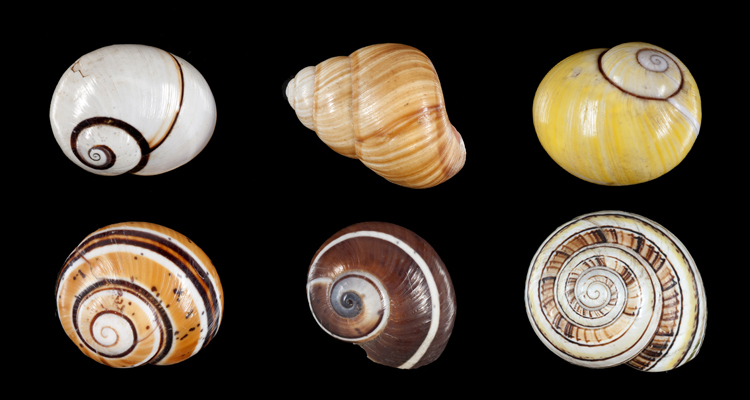 MNCN_Col's tweet photo. #MolluscMonday Of the 1,400 species of terrestrial #molluscs that live in #Cuba, more than 95% are endemic. Among the most beautiful are the snails of the #Polymita genus, whose chromatic polymorphism is extraordinary. Its six species are critically endangered. #MNCN250 #Museums https://t.co/pnsuPG03Fs