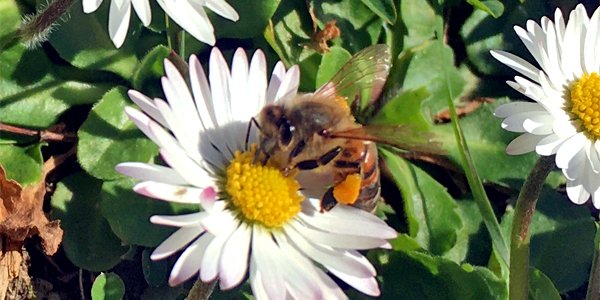 #Apiculture Aujourd'hui les #abeilles sont en pleine activité sous le soleil sur le site de recherche @INRAE_France à @Versailles : elles butinent dans les premières pâquerettes !🐝🌞🌼