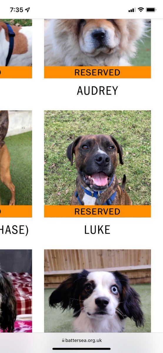 NismaMujahid's tweet photo. Update Luke has been reserved for rehoming!  Makes me happy 😊 https://t.co/zwGvxWoIpw