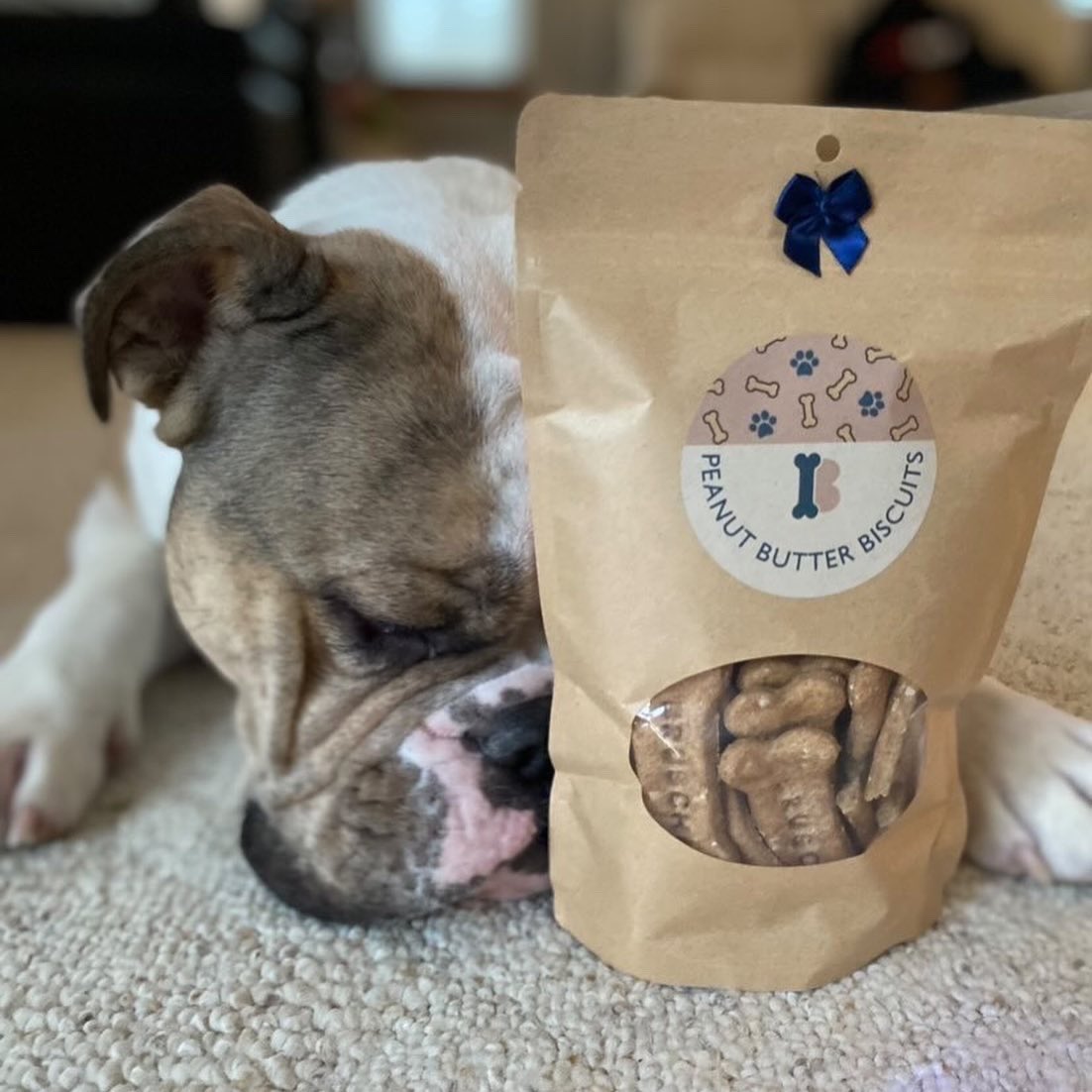 BunchOfBarks's tweet photo. Bruschi approves ✅❤️ #dogsoftwitter #americanbully https://t.co/wjIKxmG20B