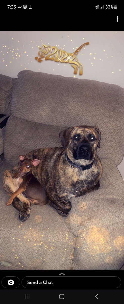 Getting to spend some time with my cousin! 🐾 She is nicer when she is sleepy 😅😴 
#dogfamily #dogsoftwitter #puppy