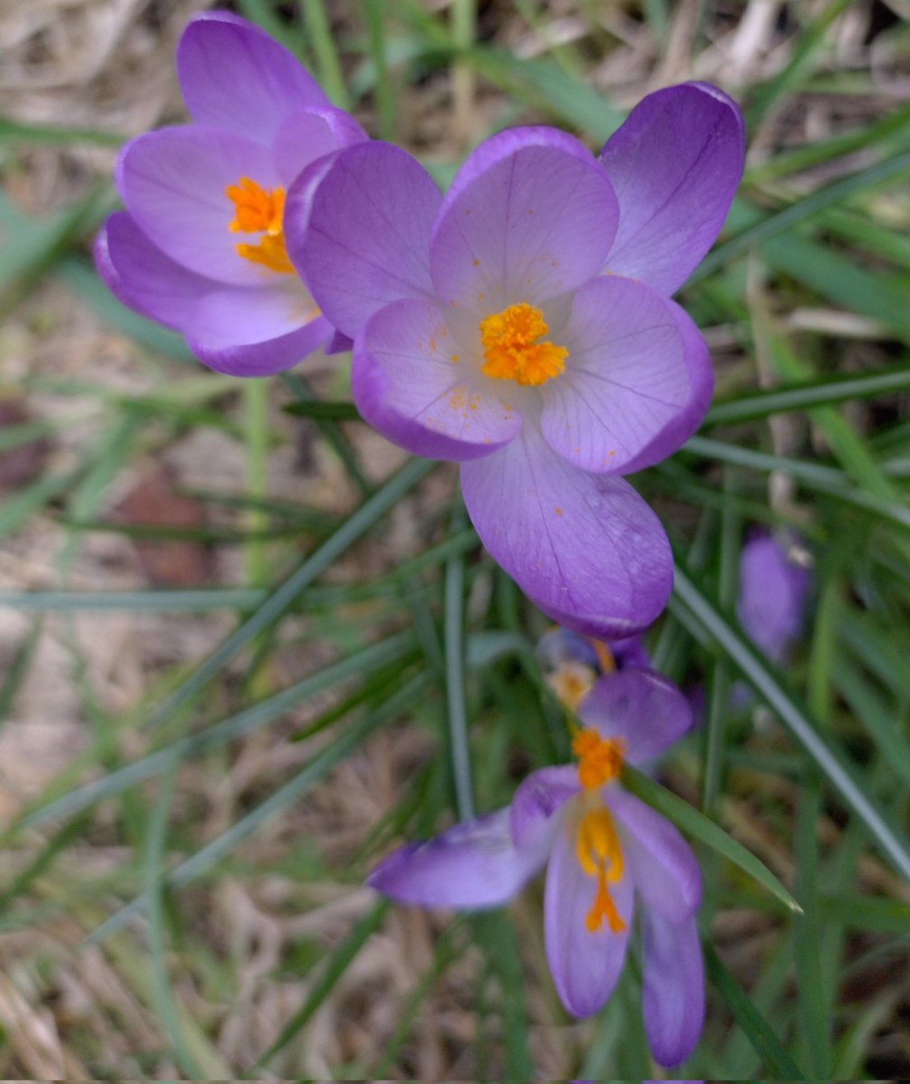 yalyx2001's tweet photo. Crocuses bloomed!! https://t.co/RCc1rktlqj