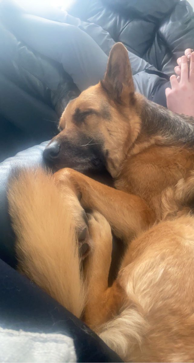 AbbieCameronX's tweet photo. One of the hardest weeks of my life but this one has never left my side ❤️ https://t.co/cRt9rXybtE