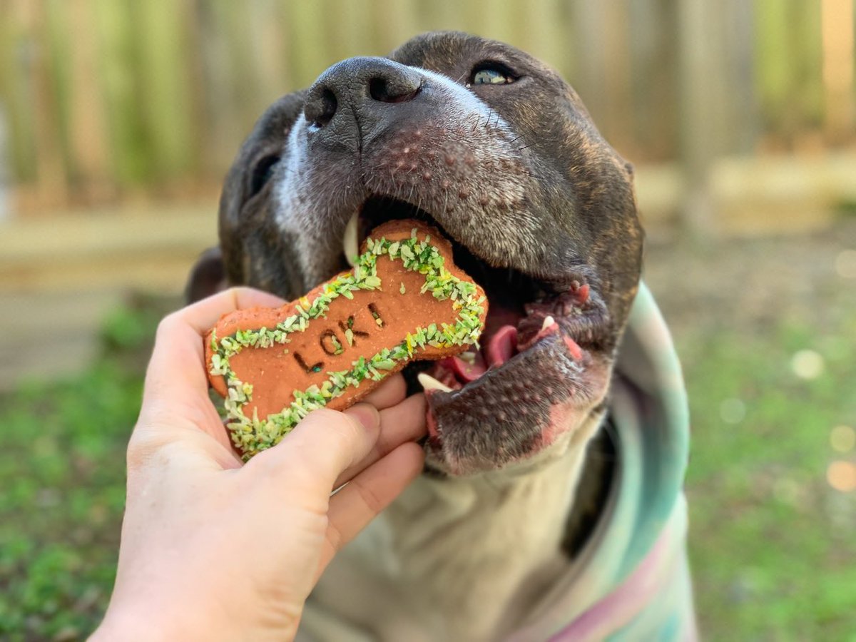 Loki bum chowing down on one of our spring themed personalised bones 😋

#dogsoftwitter #twitterdogcommunity #homemadedogtreats
