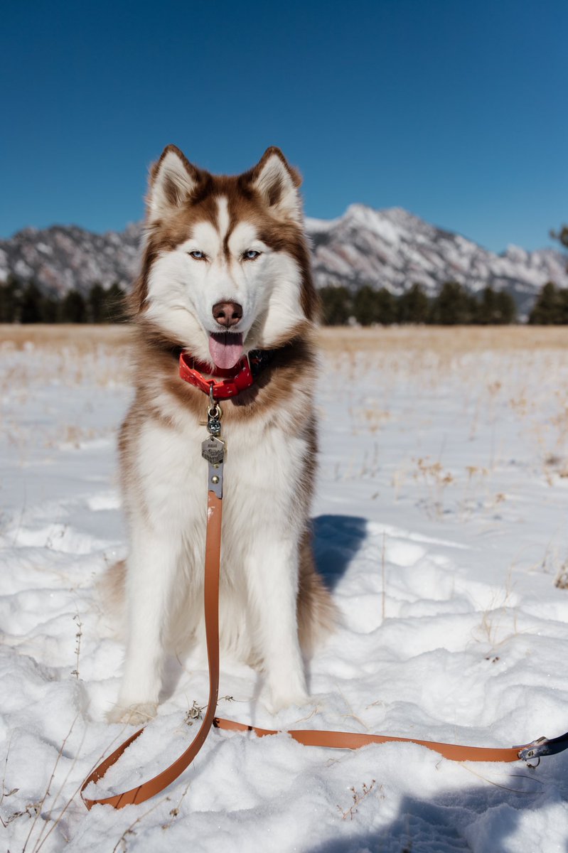 After editing over 25 photos, I finally think I have my editing down for snow photos. Thoughts? #dogphotography #hiking #adventure #dogsoftwitter #siberianhusky